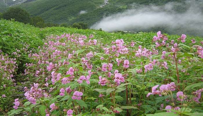 Valley of Flower 