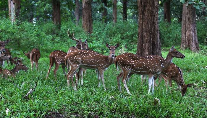 Go for one of the adventurous place to visit in and around Ottapalam at Parambikulam Tiger Reserve and enjoy fun-filled activities.