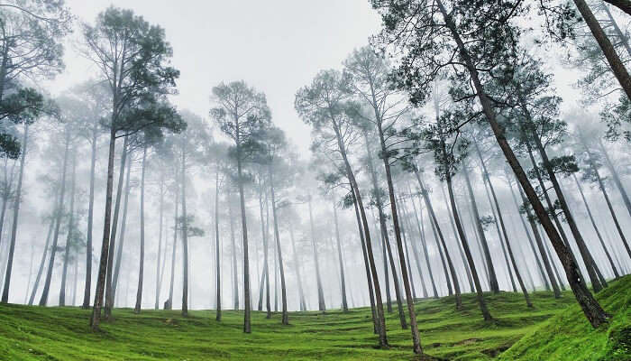 La vue de belles forêts à Almora