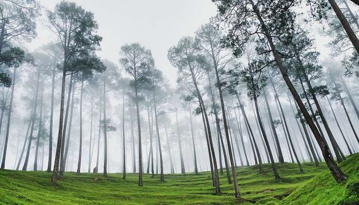 Admirez la beauté de la verdure d'Almora