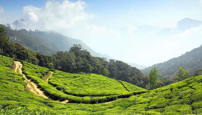 tea plantations of Charalkunnu