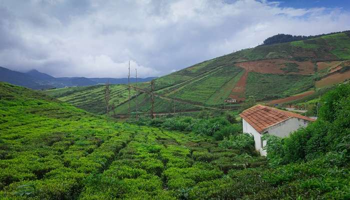 Plantations de thé à Coorg