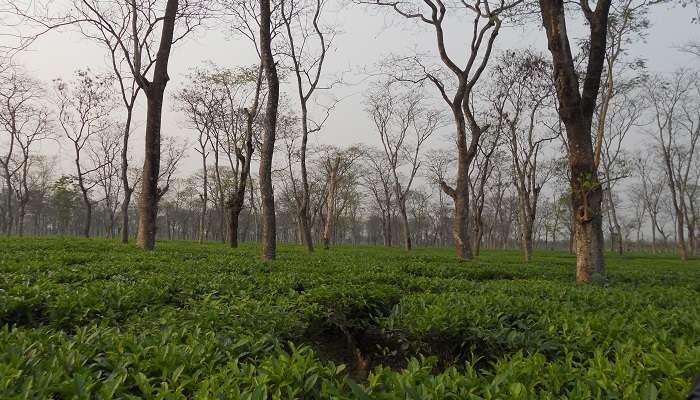 Witness the intriguing tea-making process at Danguajhar Tea Estate