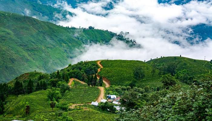 Darjeeling célèbre pour ses plantations de thé, C'est l'un des meilleur lieux à visiter en Inde en été