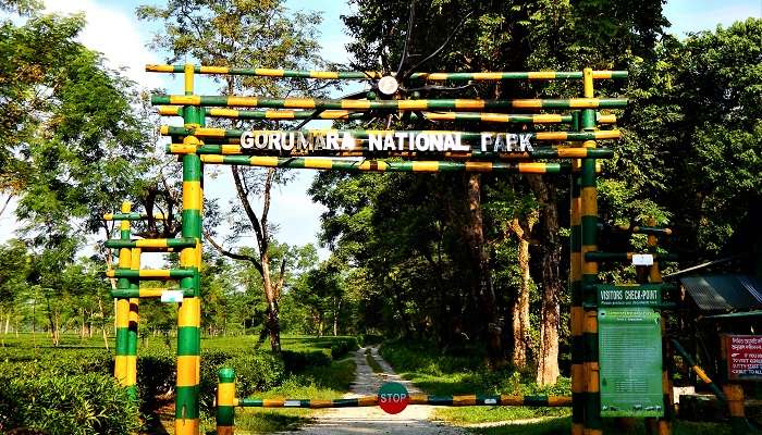 Witness intriguing wildlife at Gorumara National Park which is one of the best places to visit in Jalpaiguri