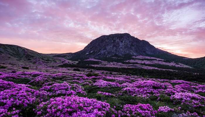 L'un des meilleure lieux à visiter en Corée du Sud