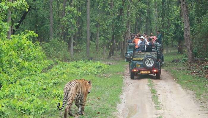 Jeep safari near Pench