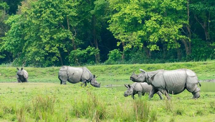 Witness intriguing wildlife at Kaziranga National Park while exploring the best places to visit in Nagaon.