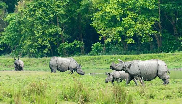 visiter la parc du Kaziranga 