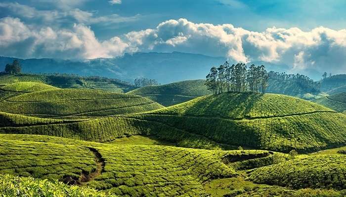 La vue verdoyante de Munnar