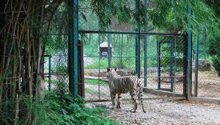 témoin Soyez témoin de la faune fascinante du parc national de Bannerghatta, l'un des meilleurs endroits à visiter à Bangalore