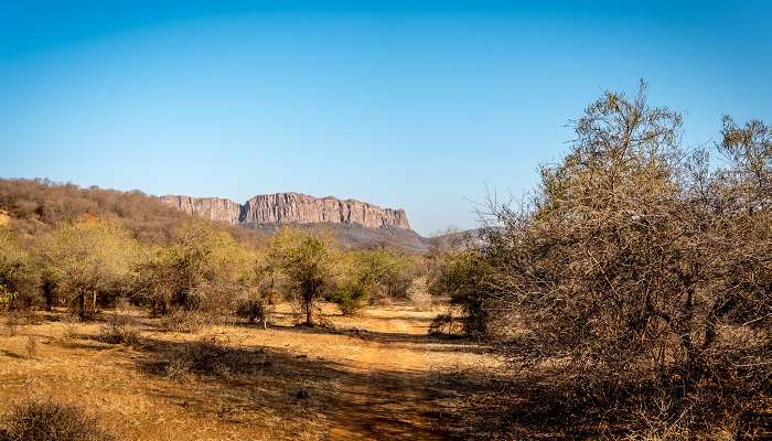 Parc national de Ranthambore est la meilleur lieux à visiter près de Jaipur