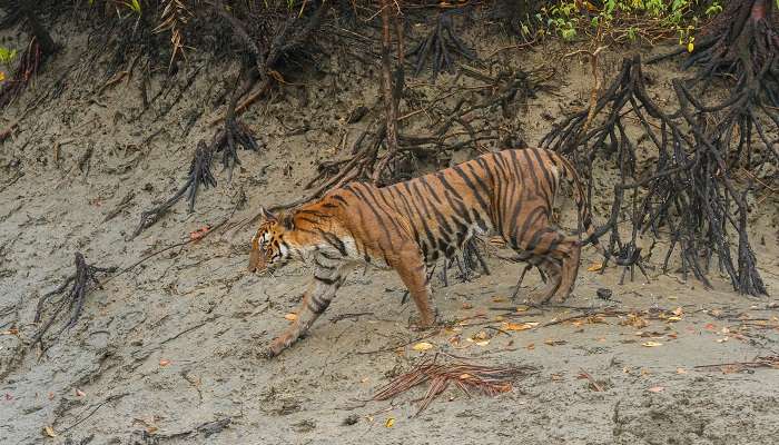 A site with a tranquil ambience located amid the Sunderbans mangrove forest. 