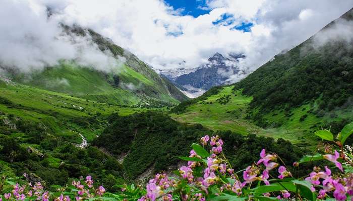 Admirez la beauté fascinante de la vallée des fleurs