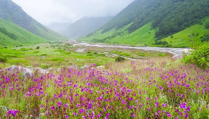 Visiter à Vallee des fleurs, c'est l'un des meilleur lieux à visiter en juillet en Inde