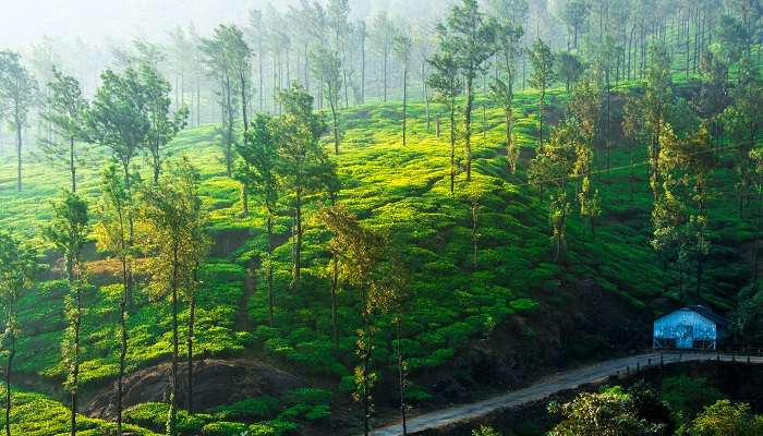 Admirez la vue verdoyante de Wayanad 