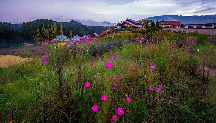 Ziro est l'un des meilleur lieux à visiter en Inde en été