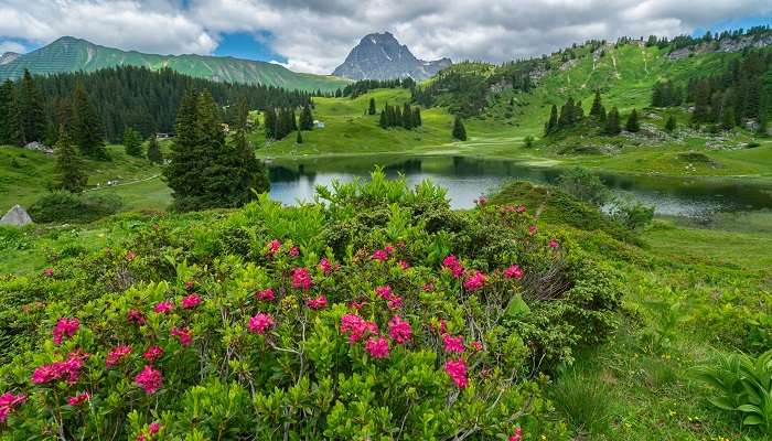 Explorez les Alpine des roses et l'autre des fleures, c'est l'un des meilleur lieux à visiter en Autriche