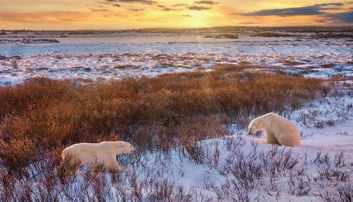 Deux ours polaires sauvages en Churchil, c'est l'une des meilleurs endroits à visiter au Canada