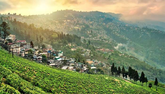 Vue imprenable sur les plantations de thé de Darjeeling, c'est l'une des meilleur lieux à visiter en janvier en Inde 