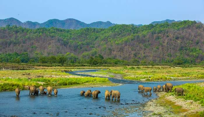 visiter la Jim Corbett 