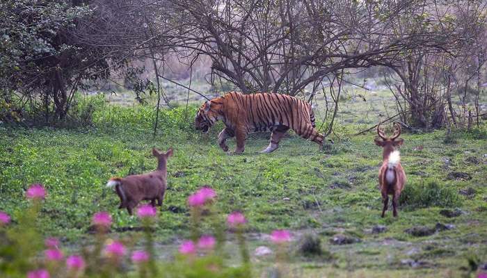 Une soirée dan la parc national de Kaziranga, 