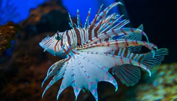 Magnifique oceanique de Manille, c'est l'un des meilleur lieux à visiter à Manille