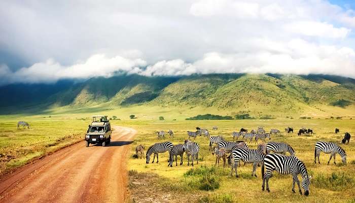 Nature sauvage des zèbres d'Afrique entre les montagnes et les nuages