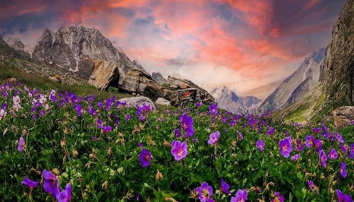 La vallée des fleurs est l'un des meilleurs endroits à visiter en août en Inde