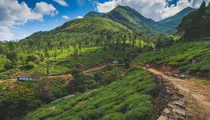 Les belles montagnes verdoyantes de Wayanad