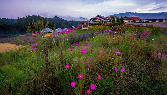 Explorez la magnifique vue verdoyante de Ziro, C'est l'une des meilleurs endroits à visiter en septembre