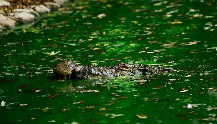 Madras Crocodile Bank Trust