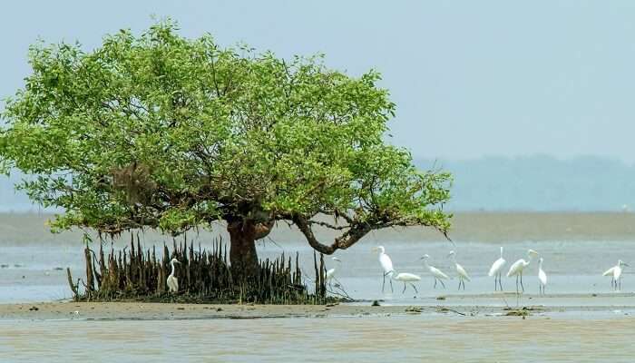 Explorez la Sanctuaire de faune de Coringa, c'est l'une des meilleurs Lieux à visiter à Andhra Pradesh