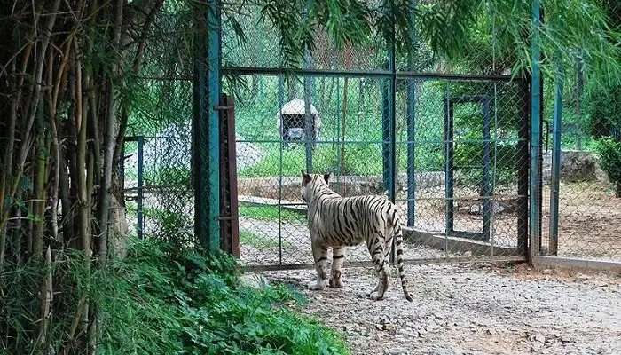 बन्नेरघट्टा राष्ट्रीय उद्यान बैंगलोर में घूमने के लिए स्थान है