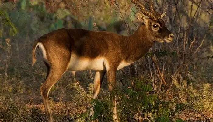 सबसे लोकप्रिय हैदराबाद के पास पर्यटन स्थल में से एक रोलापाडु वन्यजीव अभ्यारण्य है