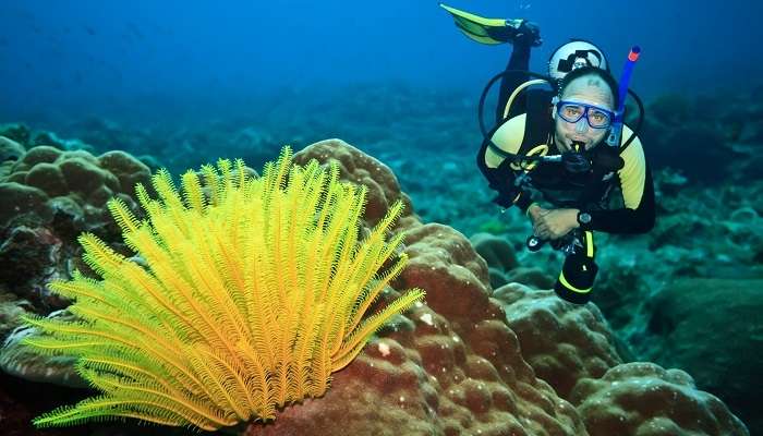 plongeur sous l'eau avec étoile de mer en plumes au premier plan