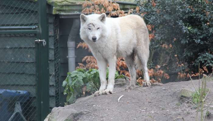 Explorez Artis Zoo, c'est l'une des meilleur lieux à visiter à Amsterdam