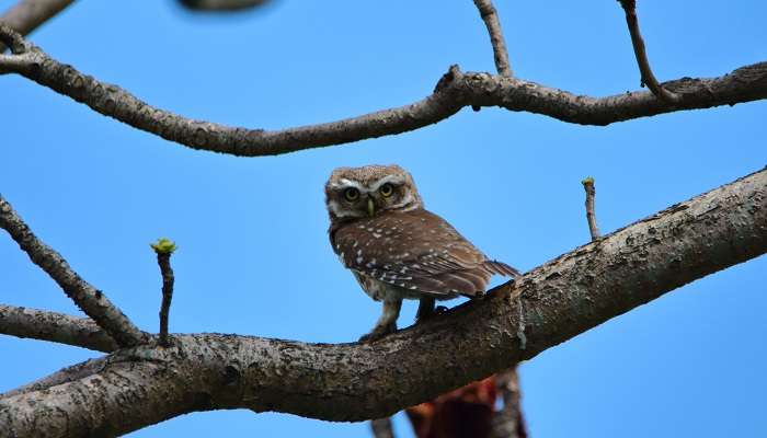 Un hibou repéré à Bagdogra près de l'arbre,