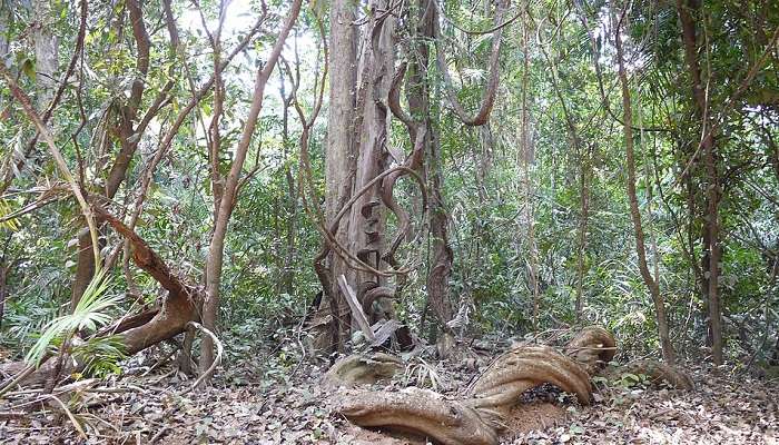 Bhagwan Mahavir Wildlife Sanctuary