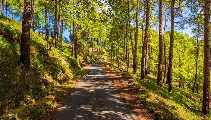 Binsar, c'est l'une des meilleur lieux à visiter en Inde 