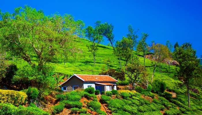 la vue des plantations de thé à Coonoor