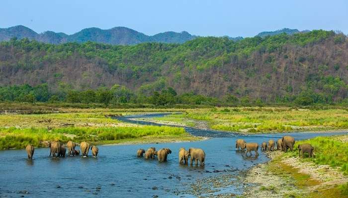 Explorez la parc national de Jim Corbett, c'est l'une des meilleur  lieux à visiter en Inde