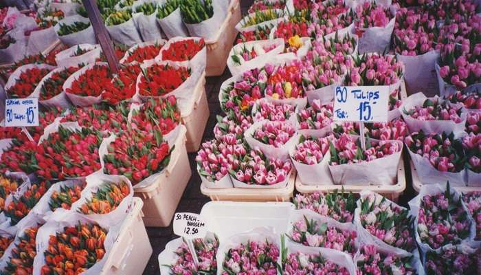 Visiter la Marché aux fleurs