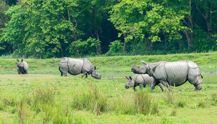 2 Rhinocéros dans le parc national de Kaziranga.