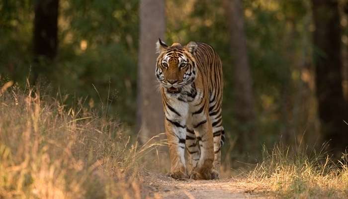 Explorez la parc national de Kanha,