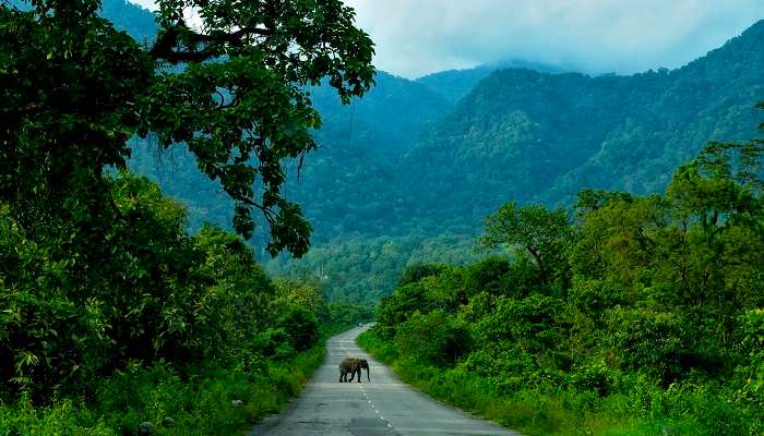 Explorez la magnifiques Parc national de Manas,