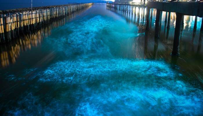 La vue nocturne de la plage de Bioluminescence