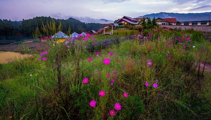 Le belle vue de la fleure entre le montagne à Ziro, c'est l'une des meilleur lieux à visiter en Inde