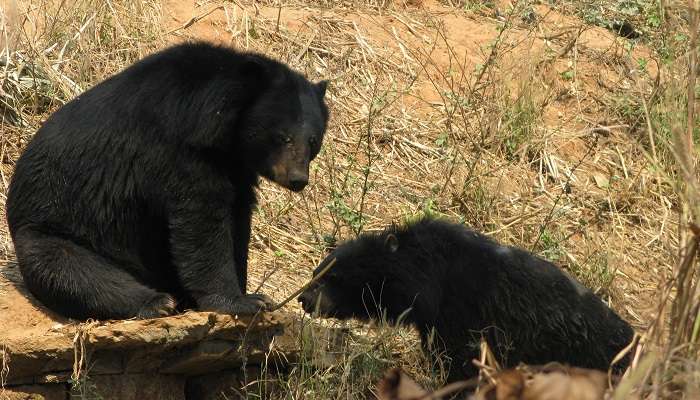 Visiter la Zoo de Guwahati,