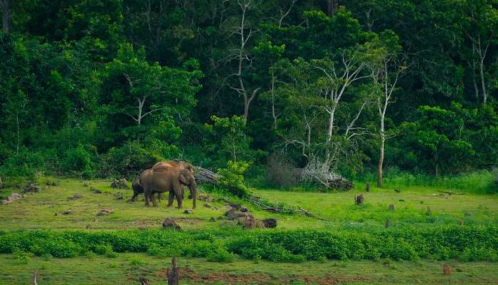 काबिनी हाथी सफारी के लिए प्रसिद्ध है